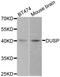 Dual Specificity Phosphatase 1 antibody, orb135408, Biorbyt, Western Blot image 
