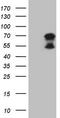 Upstream-binding protein 1 antibody, TA808809, Origene, Western Blot image 
