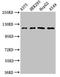 FERM, ARH/RhoGEF And Pleckstrin Domain Protein 1 antibody, LS-C398179, Lifespan Biosciences, Western Blot image 