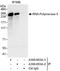 RNA Polymerase II antibody, A300-653A, Bethyl Labs, Immunoprecipitation image 