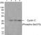 Cyclin C antibody, PA5-37510, Invitrogen Antibodies, Western Blot image 