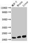 H12 antibody, LS-C670329, Lifespan Biosciences, Western Blot image 