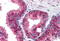 IAP2 antibody, MBS240783, MyBioSource, Immunohistochemistry paraffin image 