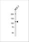 NT-3 growth factor receptor antibody, A02502-1, Boster Biological Technology, Western Blot image 