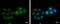 DiGeorge Syndrome Critical Region Gene 6 Like antibody, GTX120306, GeneTex, Immunofluorescence image 