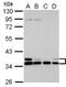 Major Histocompatibility Complex, Class I, E antibody, NBP2-14985, Novus Biologicals, Western Blot image 