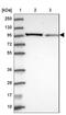 Aminopeptidase Puromycin Sensitive antibody, NBP2-13670, Novus Biologicals, Western Blot image 