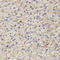 Gap Junction Protein Gamma 2 antibody, LS-C335275, Lifespan Biosciences, Immunohistochemistry frozen image 