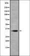 Olfactory Receptor Family 1 Subfamily K Member 1 antibody, orb336426, Biorbyt, Western Blot image 