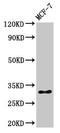 Histone H1.5 antibody, LS-C673220, Lifespan Biosciences, Western Blot image 