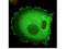 Neural Precursor Cell Expressed, Developmentally Down-Regulated 9 antibody, M00838, Boster Biological Technology, Immunofluorescence image 