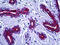 Keratin antibody, 51-999, ProSci, Immunohistochemistry frozen image 