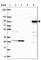 Sarcosine dehydrogenase, mitochondrial antibody, HPA057267, Atlas Antibodies, Western Blot image 