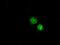 LEM Domain Containing 3 antibody, GTX84221, GeneTex, Immunofluorescence image 