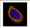 Prenylcysteine Oxidase 1 antibody, NBP2-19733, Novus Biologicals, Immunofluorescence image 