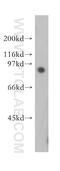 Semaphorin-3D antibody, 13029-1-AP, Proteintech Group, Western Blot image 