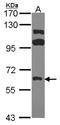 RAK antibody, NBP2-16534, Novus Biologicals, Western Blot image 