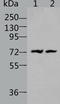 Bradykinin Receptor B2 antibody, TA321167, Origene, Western Blot image 