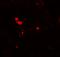 NADPH Oxidase 3 antibody, LS-B12122, Lifespan Biosciences, Immunofluorescence image 