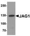 Jagged Canonical Notch Ligand 1 antibody, A00640, Boster Biological Technology, Western Blot image 