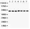 SMAD Family Member 1 antibody, PB9395, Boster Biological Technology, Western Blot image 