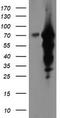 Epsin 2 antibody, TA504298, Origene, Western Blot image 