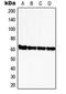 Zinc Finger Protein 280A antibody, GTX55211, GeneTex, Western Blot image 