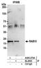 RAB10, Member RAS Oncogene Family antibody, A305-273A, Bethyl Labs, Immunoprecipitation image 