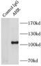 Aryl Hydrocarbon Receptor antibody, FNab00231, FineTest, Immunoprecipitation image 