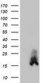 Dual Specificity Phosphatase 23 antibody, TA503944BM, Origene, Western Blot image 