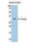 Sirtuin 3 antibody, LS-C296444, Lifespan Biosciences, Western Blot image 