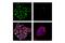 Tumor Protein P53 Binding Protein 1 antibody, 88439S, Cell Signaling Technology, Immunofluorescence image 
