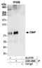 C-Maf Inducing Protein antibody, A305-488A, Bethyl Labs, Immunoprecipitation image 