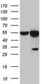 Heterogeneous nuclear ribonucleoprotein H antibody, TA810866S, Origene, Western Blot image 