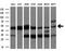 CUGBP Elav-Like Family Member 1 antibody, GTX84692, GeneTex, Western Blot image 