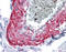 Myocilin antibody, 51-489, ProSci, Immunohistochemistry frozen image 