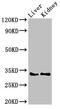 HEXIM P-TEFb Complex Subunit 2 antibody, LS-C396030, Lifespan Biosciences, Western Blot image 