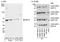Serine/threonine-protein kinase 3 antibody, A300-467A, Bethyl Labs, Western Blot image 