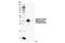 Erk1 antibody, 14474S, Cell Signaling Technology, Western Blot image 