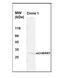 mCherry Tag  antibody, MCA6020, Bio-Rad (formerly AbD Serotec) , Western Blot image 