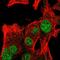 RNA 3'-Terminal Phosphate Cyclase antibody, HPA027990, Atlas Antibodies, Immunocytochemistry image 
