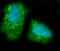 Hepatic triacylglycerol lipase antibody, A01020-1, Boster Biological Technology, Immunofluorescence image 