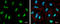 Exosome complex exonuclease RRP46 antibody, GTX118473, GeneTex, Immunocytochemistry image 