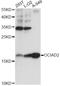 OCIA Domain Containing 2 antibody, A14962, ABclonal Technology, Western Blot image 