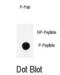 Nitric Oxide Synthase 1 antibody, abx032071, Abbexa, Dot Blot image 