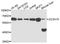 Zinc finger CCCH domain-containing protein 15 antibody, A10045, ABclonal Technology, Western Blot image 