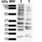 Polyubiquitin-B antibody, SMC-550D-FITC, StressMarq, Western Blot image 