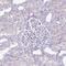 Plexin B3 antibody, PA5-61638, Invitrogen Antibodies, Immunohistochemistry paraffin image 
