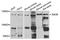 Large proline-rich protein BAG6 antibody, orb167150, Biorbyt, Western Blot image 