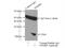 Proteasome Subunit Beta 9 antibody, 14544-1-AP, Proteintech Group, Immunoprecipitation image 